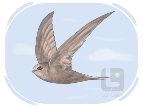 swift