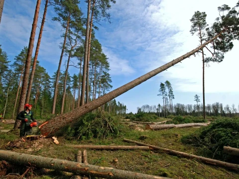 logging