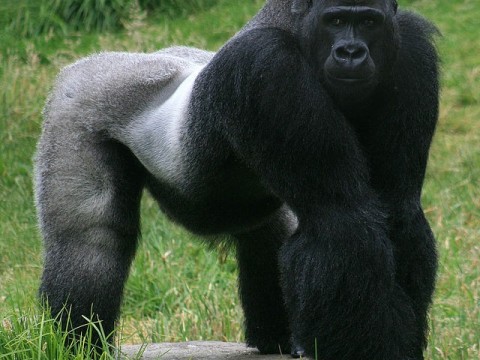 gorilla