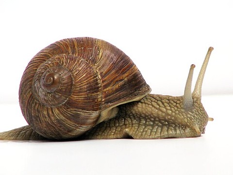 snail