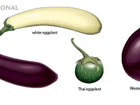 eggplant