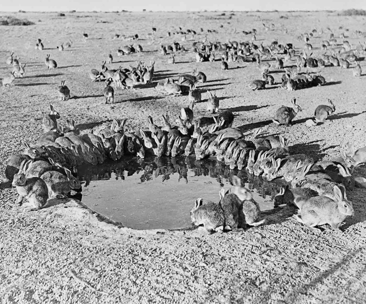 rabbits drinking in Australia