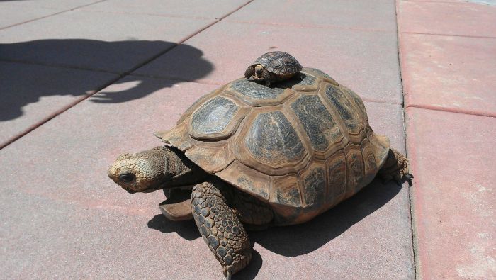 Two tortoises